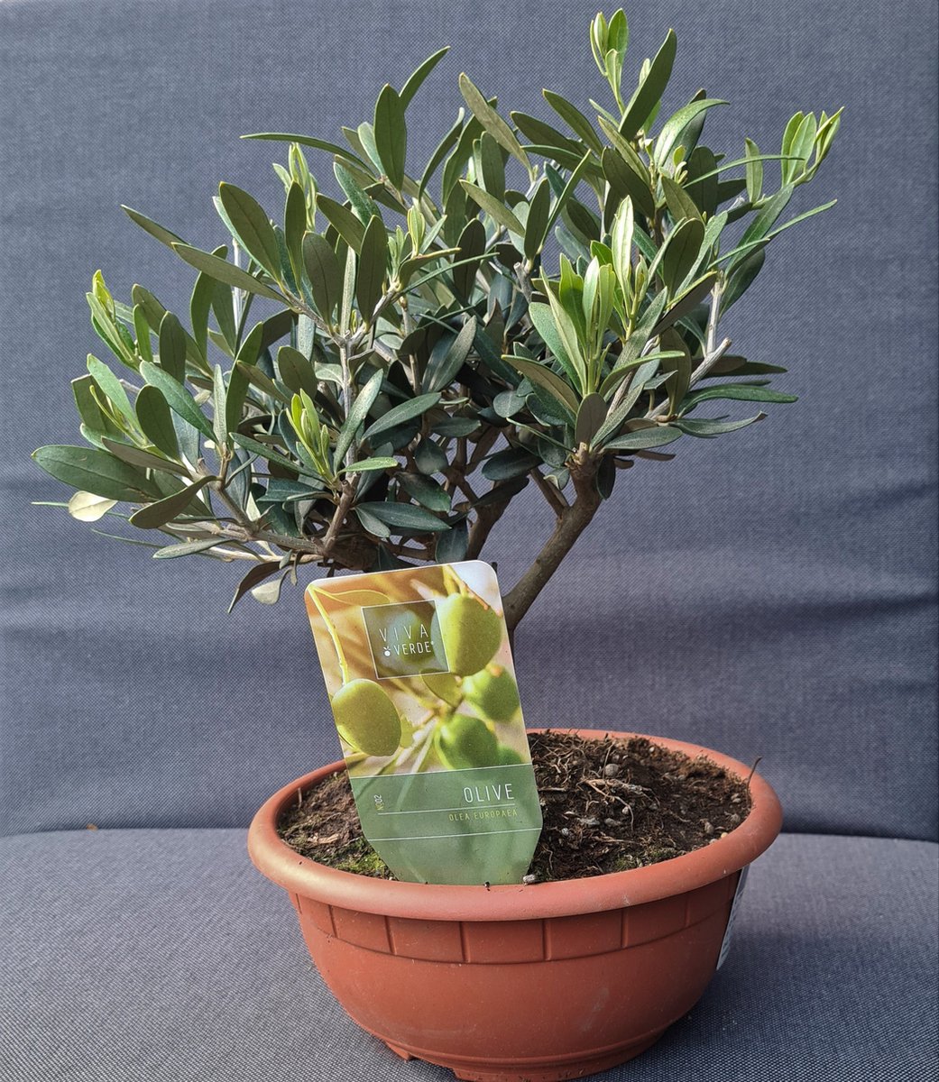 Mini Olijfboompje Bonsai olijfboom in schaal Pot ⌀21 cm Hoogte ↕ 3040 cm...