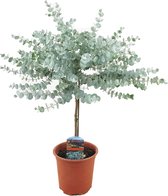 Plant in a Box - Eucalyptus Gunnii op Stam - Pot ⌀17cm - Hoogte ↕ 50-60cm - Eucalyptus Gunnii - Winterhard - Eucalypthus boom