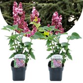 Plant in a Box - Syringa vulgaris 'Michel Buchner' - Set van 2 - Sierheester voor in de tuin - Bijzonder hartvormig blad - Pot 17cm - Hoogte 25-40cm