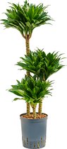 Dracaena compacta L hydrocultuur plant