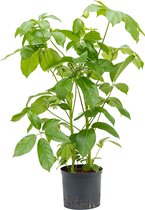 Schefflera amate M hydrocultuur plant