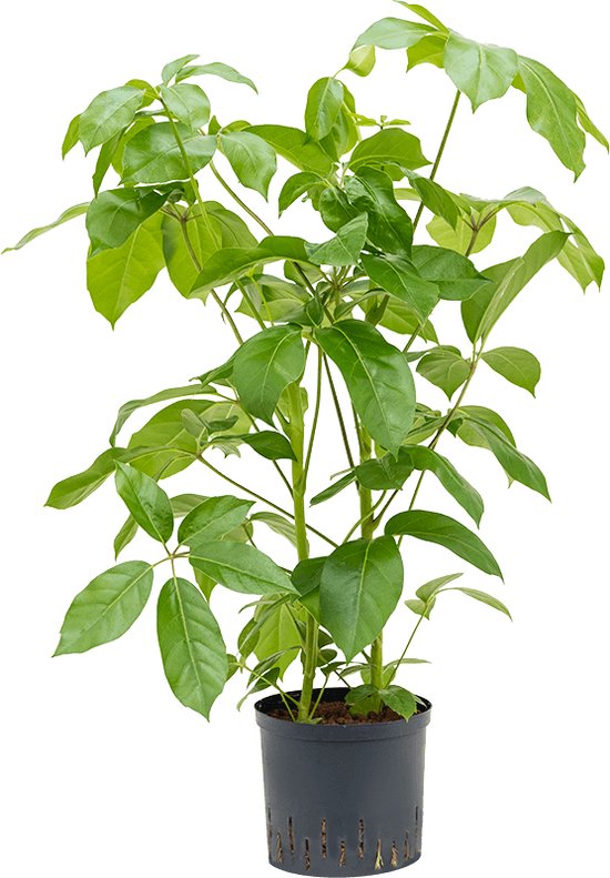 Foto: Schefflera amate m hydrocultuur plant