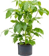 Schefflera amate XL hydrocultuur plant