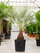 Mexicaanse Blauwe Waaierpalm Brahea Armata 180 cm tuinplant
