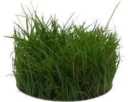 Eleocharis Parvula 100 cc cup - Naaldgras - Aquariumplant InVitro - Aquarium decoratie - Moerings
