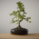 Bonsai of Ukiyo - Carmona Macrofila - The Bonsaïst - 13- 15 Years, 35cm