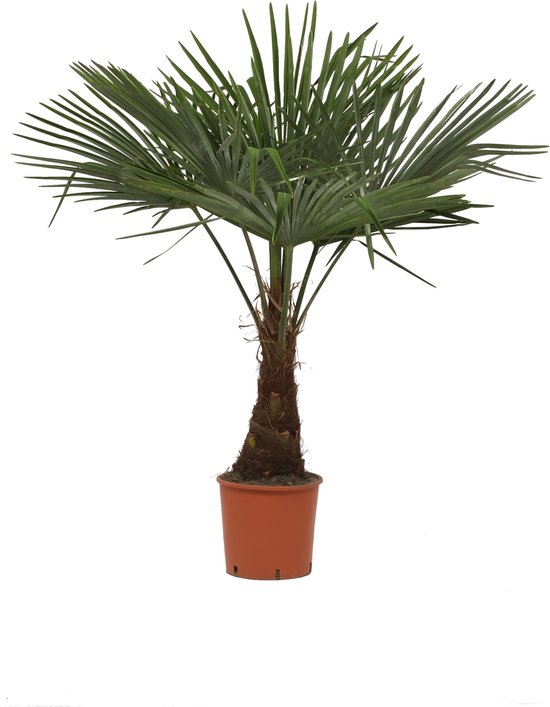 Boom Winterharde palmboom - Trachycarpus Ø27