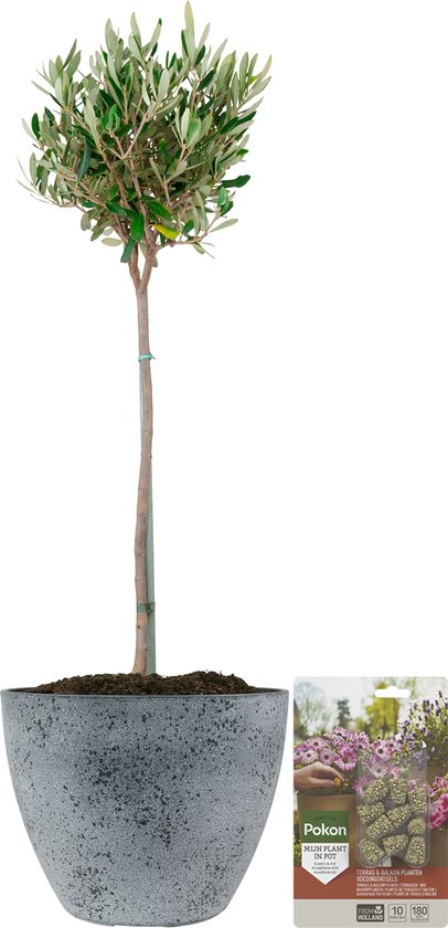 Pokon Powerplanten Olijfboom op stam ↕80 cm - Buitenplant - in Pot (Nova,  Betonlook... | bol.com