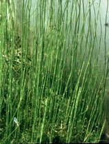 Japanse reuzeholpijp (Equisetum hyemale Robustum) - Vijverplant - 3 losse planten - Om zelf op te potten - Vijverplanten Webshop