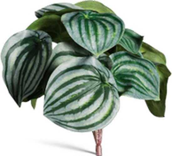 Watermelon begonia 2024