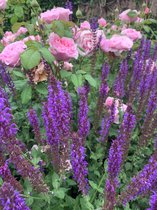 Tip: 5 Stuks Salvia nemorosa Mainacht - Border bloemen -  blauwpaarse -  Bloembak - Bloembakken vulling - Border - Tuin - Voortuit - Achtertuin - Vlinders - Hommels
