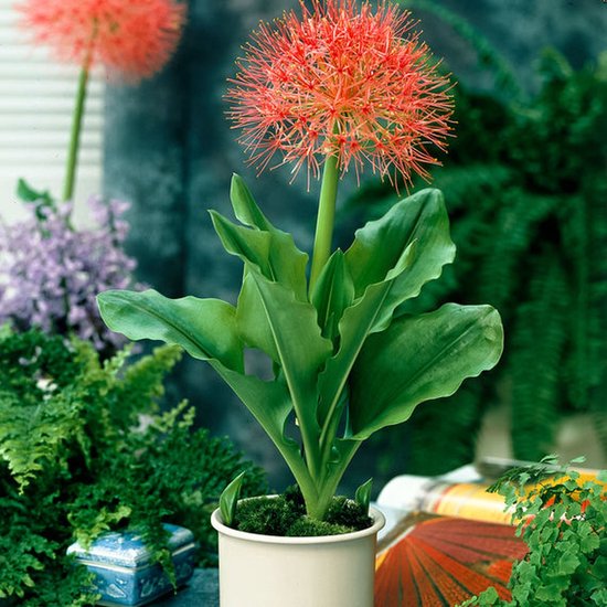 Scadoxus Plant / Bulb - Orange Wonder - Plante tropicale exotique - Pinceau  à poudre -... | bol.com