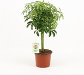 Kamerplanten van Botanicly – 2 × Schefflera Luseana – Hoogte: 35 cm