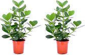 Kamerplanten van Botanicly – 2 × Clusia – Hoogte: 45 cm – Clusia Rosea Princess