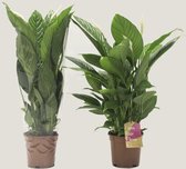Kamerplanten van Botanicly – 2 × Lepelplant – Hoogte: 75 cm – Spathiphyllum Vivaldi