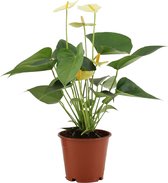 Kamerplanten van Botanicly – 2 × Flamingoplant – Hoogte: 30 cm – Anthurium vanilla