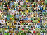 Bluebird Collage - World's most Beautiful Birds  -  Puzzel 4000 stukjes