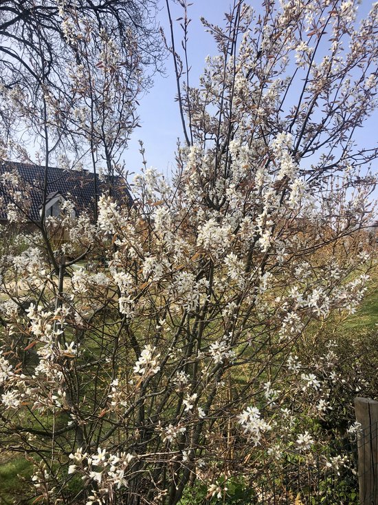 Volledige krenteboom met witte bloesems, getoond in een tuin.