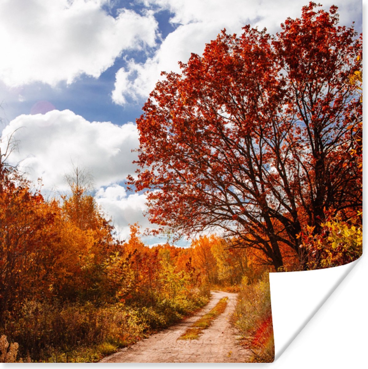 Poster Boom - Pad - Herfst - 75x75 cm