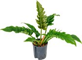 Philodendron narrow hydrocultuur plant