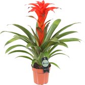 Breasy Bromelia Guzmania Calypso | tropisch bloeiende kamerplant| 1 stuks | Ø12cm |  35-50 cm