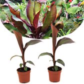 Plant in a Box - Ensete ventricosum Maurelli - Set van 2 - Tropische Musa bananenplanten - Pot 9cm - Hoogte 20-30cm