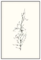 Genisteae zwart-wit Schets (Broom) - Foto op Akoestisch paneel - 80 x 120 cm