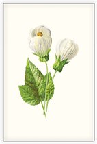 Abutilon (Abutilon) - Foto op Akoestisch paneel - 150 x 225 cm