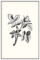 Hondsroos zwart-wit (Dog Rose) - Foto op Akoestisch paneel - 100 x 150 cm