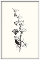 Klimop zwart-wit 2 (Ivy) - Foto op Akoestisch paneel - 80 x 120 cm