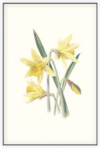 Gele Narcis (Daffodil) - Foto op Akoestisch paneel - 150 x 225 cm