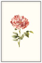 Darnastroos (York Lancaster Rose White) - Foto op Akoestisch paneel - 100 x 150 cm