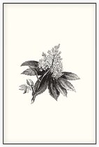 Paardenkastanje zwart-wit (Horse Chestnut Flower) - Foto op Akoestisch paneel - 80 x 120 cm