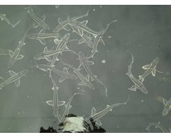 steurkorrel voor een goede groei 4,5 mm, 25 kg, proteïnegehalte 40%- steurkorrels - visvoer - vissenvoer - vijvervoer - kleurvoer – koikorrel – steurkorrels - voer - drijvend - koikarper – goudvis -korrels -Coppens Steurvoer Premium Select