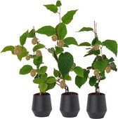 Kiwi plant – Kiwi ‘Jenny’ x3 – 3x Actinidia deliciosa ‘Jenny’ – 30-38 cm