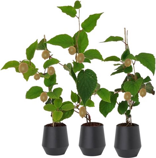 Kiwi - Confezione da 2 piante - altezza 100-120 cm, vaso 16 - Vendi Kiwi - Confezione da 2 piante - altezza 100-120 cm, vaso 16 - Vendi