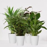 Kamerplanten set met 4 planten – luchtzuiverende kamerplant – meerjarige plant – Areca - Calathea Blue Grass - Calathea Compactstar - Spathiphyllum – groenblijvende planten set 4 stuks - ↕55-75cm - Ø17 – vers uit de kwekerij