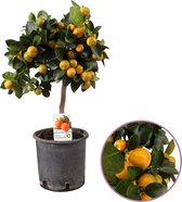 Mandarijnboom, Citrus Calamondin, hoogte 40 - 50 cm, fruitboom, heerlijk geurende bloesem, eetbare mini mandarijnen