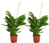 ZynesFlora - Spathiphyllum - 2 Stuks - Ø 17 cm - ↕ Hoogte: 60 - 70 cm – Luchtzuiverend – Lepelplant – Kamerplant