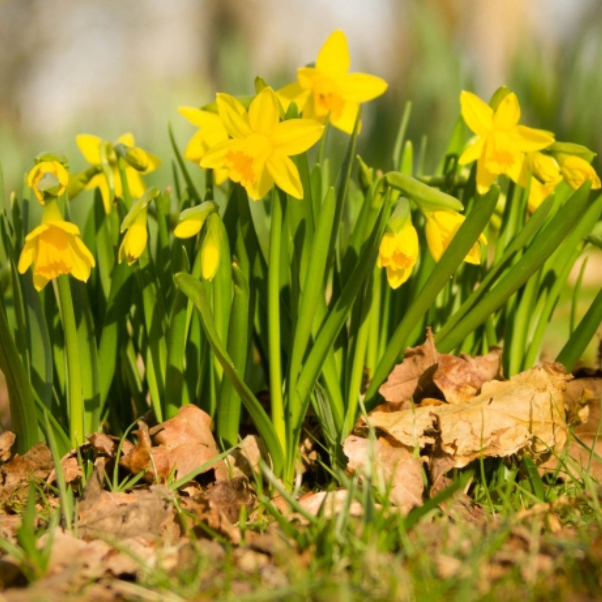 Narcis (Narcissus) - sen Tete a Tete - sus (XL-Verpakking) - Snijbloemen - Voorjaarsbollen - bloeit in Maart / April / Mei