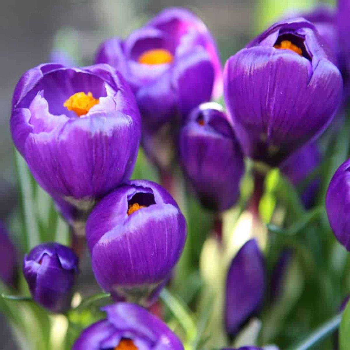 Krokusbollen Flower Record - 50 bloembollen - bolmaat 9+ - paars, grootbloemig, voorjaarsbloeier, winterhard - direct van de kweker - Flowerbulbs Amsterdam
