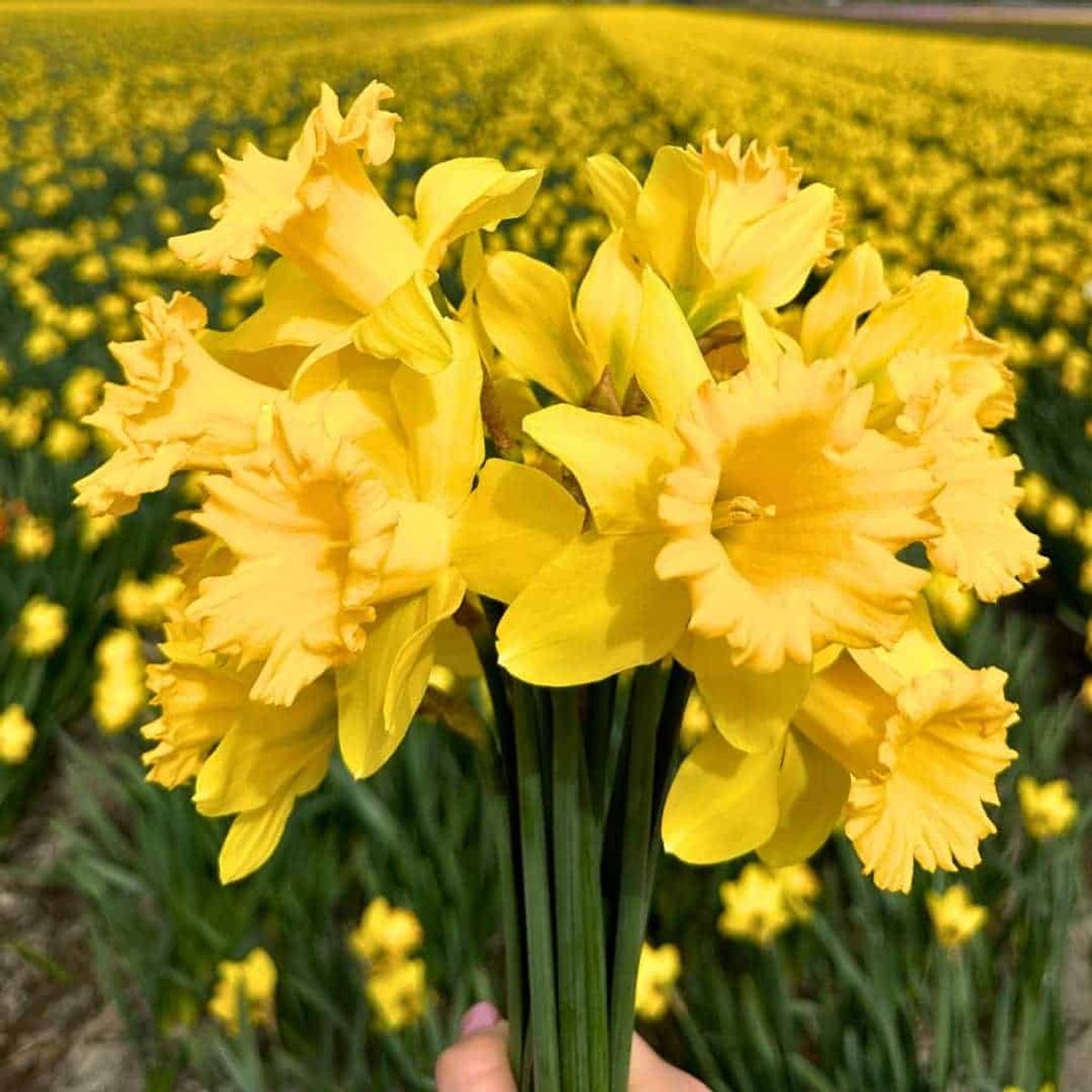 Narcissenbollen Dutch Master - 30 bloembollen - bolmaat 12/14 - geel, grootbloemig, voorjaarsbloeier, winterhard - direct van de kweker - Flowerbulbs Amsterdam