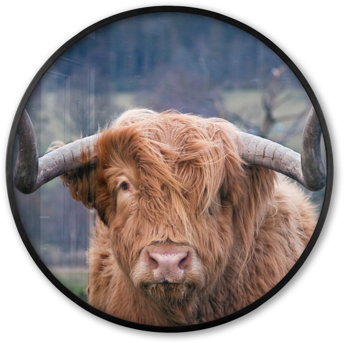 FrameYourWall Poster in lijst Rond - Fotolijst 80x80 cm - Posters - Schotse Hooglander - Koeienkop - Landschap - Natuur - Koe - Ronde posterlijst zwart - Decoratie - Wanddecoratie woonkamer - Muurdecoratie slaapkamer Hoorens