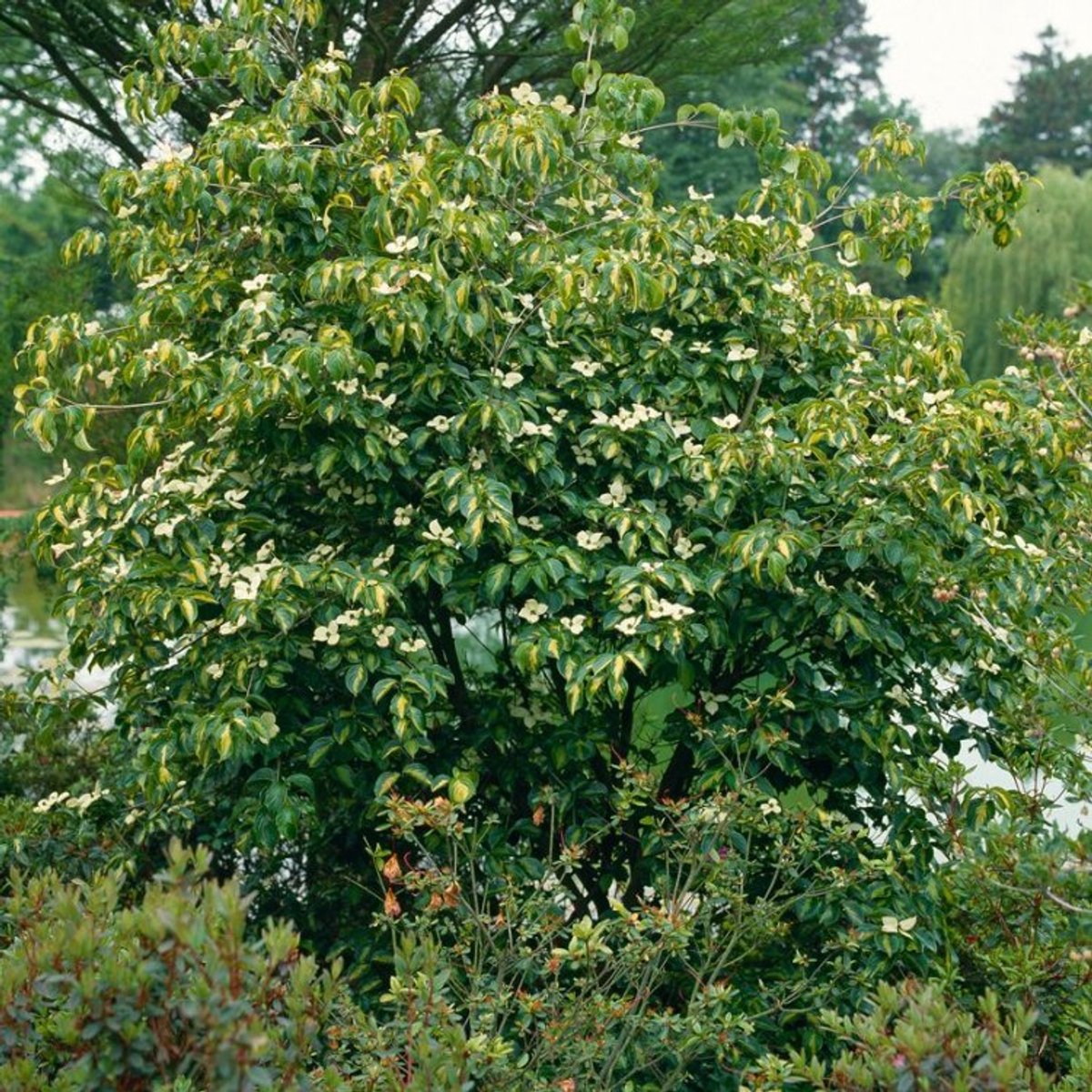 Plants Online BV - Planten - Tuinplanten - Heesters - Set van 1 - Amerikaanse kornoelje