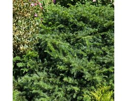Plants Online - Haagplanten - Coniferen - Tuinplanten - Sier coniferen - Set van 1 - Taxus baccata 'Repandens' 30- 40cm - 5 liter pot - Plant ltr - P23