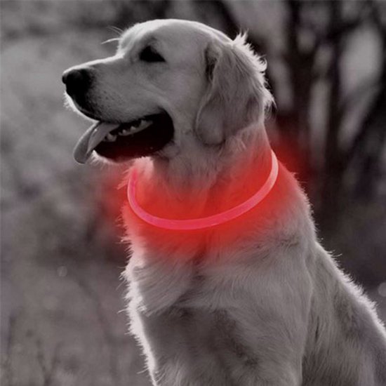 Collier LED rouge pour chien - Petite taille - collier lumineux rouge - 35 cm - Veuillez mesurer la taille avec précision ! - Collier pour chien lumineux - Rechargeable via USB - Collier réglable rechargeable par USB