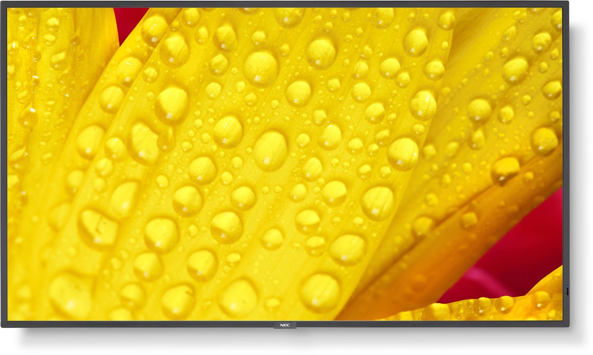 Monitor NEC 60006084 50" 4K Ultra HD