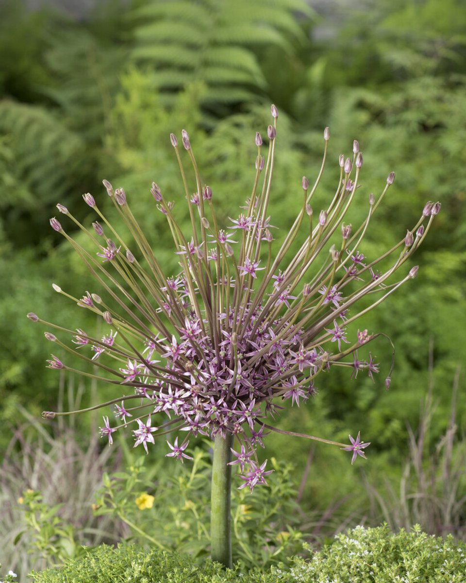Allium Schubertii | 3 stuks | Sierui | Alliumbol