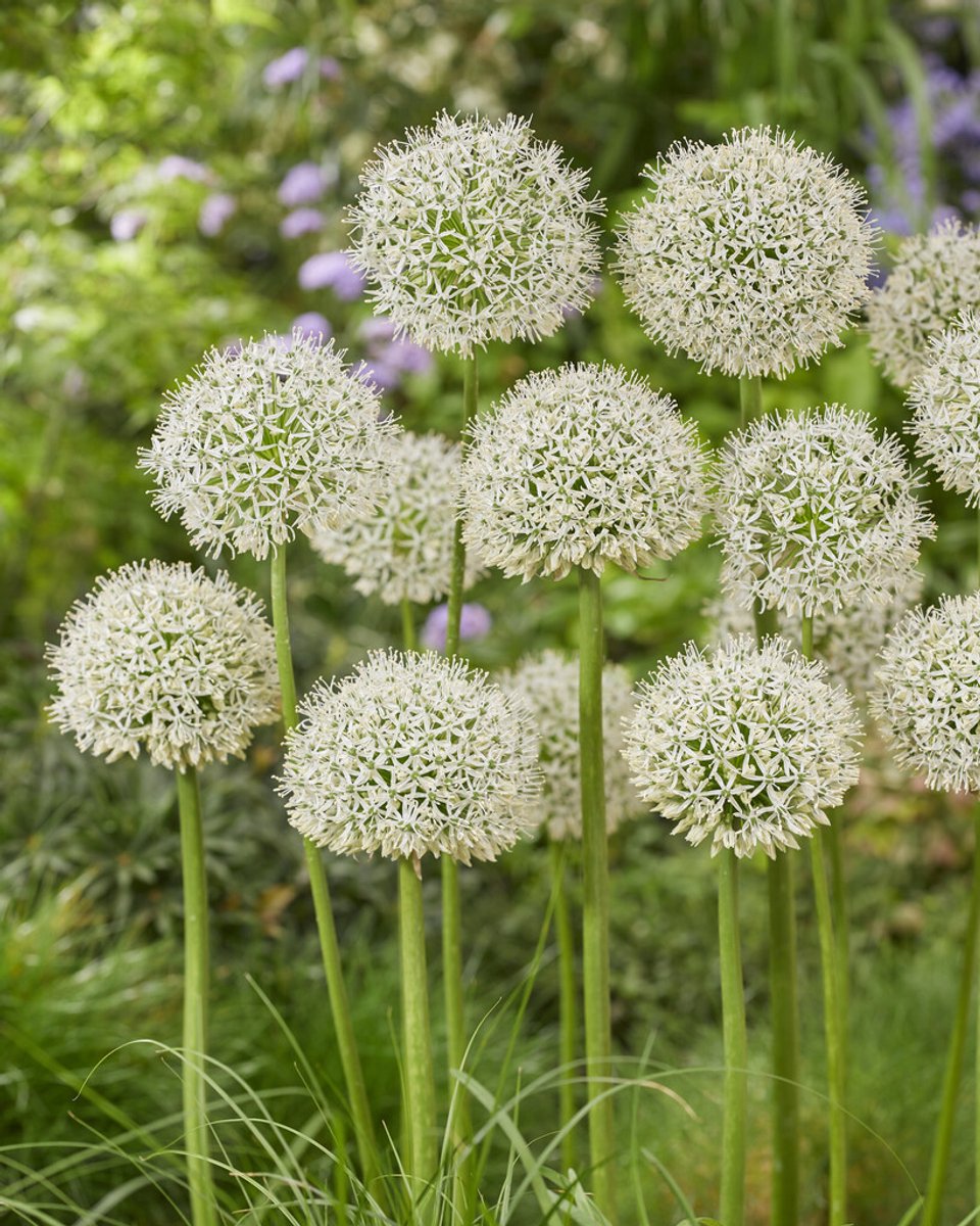 Allium White Giant | 1 stuk | Sierui | Alliumbol
