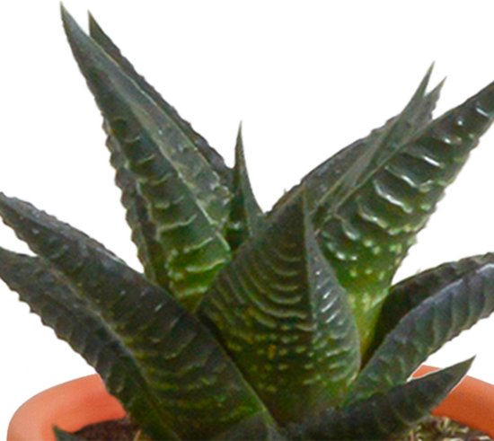 Megamix 15 pièces - Cactus et succulentes 5,5 cm en pot mexicain